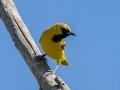 Orchard Oriole - Lake McClellan (PHP077) , Gray County, Texas - May 1, 2023