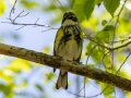 Yellow-rumped Warbler (Myrtle) - Lake McClellan (PHP077) , Gray County, Texas - May 1, 2023