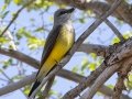 Western Kingbird - Lake McClellan (PHP077) , Gray County, Texas - May 1, 2023