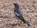 Yellow-rumped Warbler (Myrtle) - Lake McClellan (PHP077) , Gray County, Texas - May 1, 2023