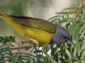 Mourning Warbler - South Padre Island