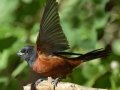 Orchard Oriole - South Padre Island