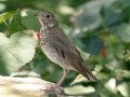 Gray-cheeked Thrush - South Padre Island