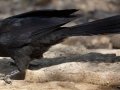Goove-billed Ani- Laguna Atascosa National Wildlife Refuge