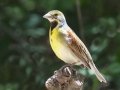 Dickcissel - South Padre Island
