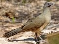 Plain Chachalaca - Frontera Audubon, Weslaco