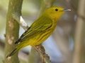 Yellow Warbler