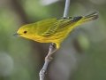Yellow Warbler
