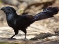 Goove-billed Ani- Laguna Atascosa National Wildlife Refuge
