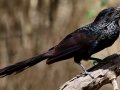 Goove-billed Ani- Laguna Atascosa National Wildlife Refuge