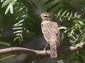 Palm Warbler - South Padre Island