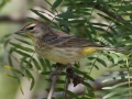 Palm Warbler - South Padre Island