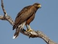 Harris's Hawk - Santa Clara Ranch, McCook