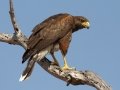 Harris's Hawk - Santa Clara Ranch, McCook