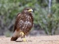 Harris's Hawk - Martin Refuge, Penitas