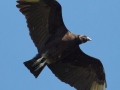 Black Vulture - High Island