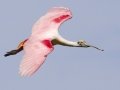 Roseate Spoonbill - High Island