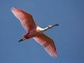 Roseate Spoonbill - High Island