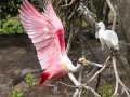 Roseate Spoonbill - High Island