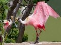 Roseate Spoonbill - High Island