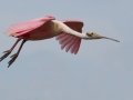 Roseate Spoonbill - High Island