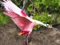 Roseate Spoonbill - High Island