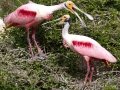 Roseate Spoonbill - High Island