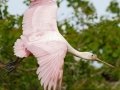 Roseate Spoonbill - High Island