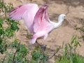 Roseate Spoonbill - High Island