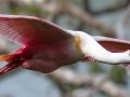 Roseate Spoonbill - High Island