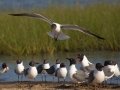 Laughing Gulls - South Padre Island