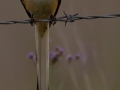 Scissor-tailed Flycatcher - Anahuac National Wildlife Refuge