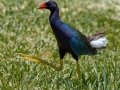 Purple Gallinule - South Padre Island