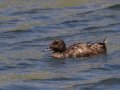White-winged Scoter