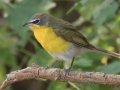 Yellow-breasted Chat
