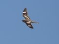 Lesser NIghthawk - South Padre Island