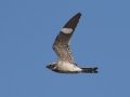 Lesser NIghthawk - South Padre Island