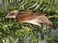 Dickcissel - South Padre Island