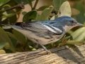 Cerulean Warbler - South Padre Island