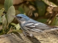 Cerulean Warbler - South Padre Island