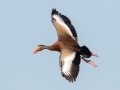 Black-bellied Whistling-Duck - Frontera Audubon, Weslaco