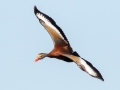 Black-bellied Whistling-Duck - Frontera Audubon, Weslaco
