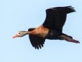 Black-bellied Whistling-Duck - Frontera Audubon, Weslaco
