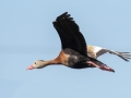 Black-bellied Whistling-Duck - Frontera Audubon, Weslaco