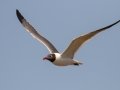 Laughing Gull - South Padre Island