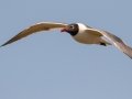 Laughing Gull - South Padre Island
