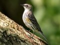 Yellow-rumped Warbler (Myrtle)