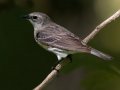 Yellow-rumped Warbler (Myrtle)