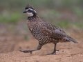 Northern Bobwhite - Laguna Seca Ranch, Edinburg
