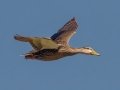 Mottled Duck - South Padre Island